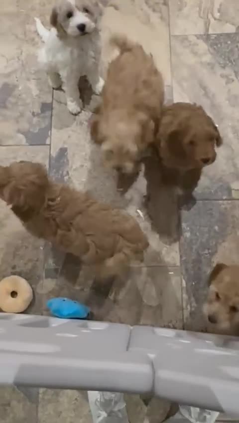 Cockapoo dogs for sale: Quality Cockapoo Puppies - Video 1