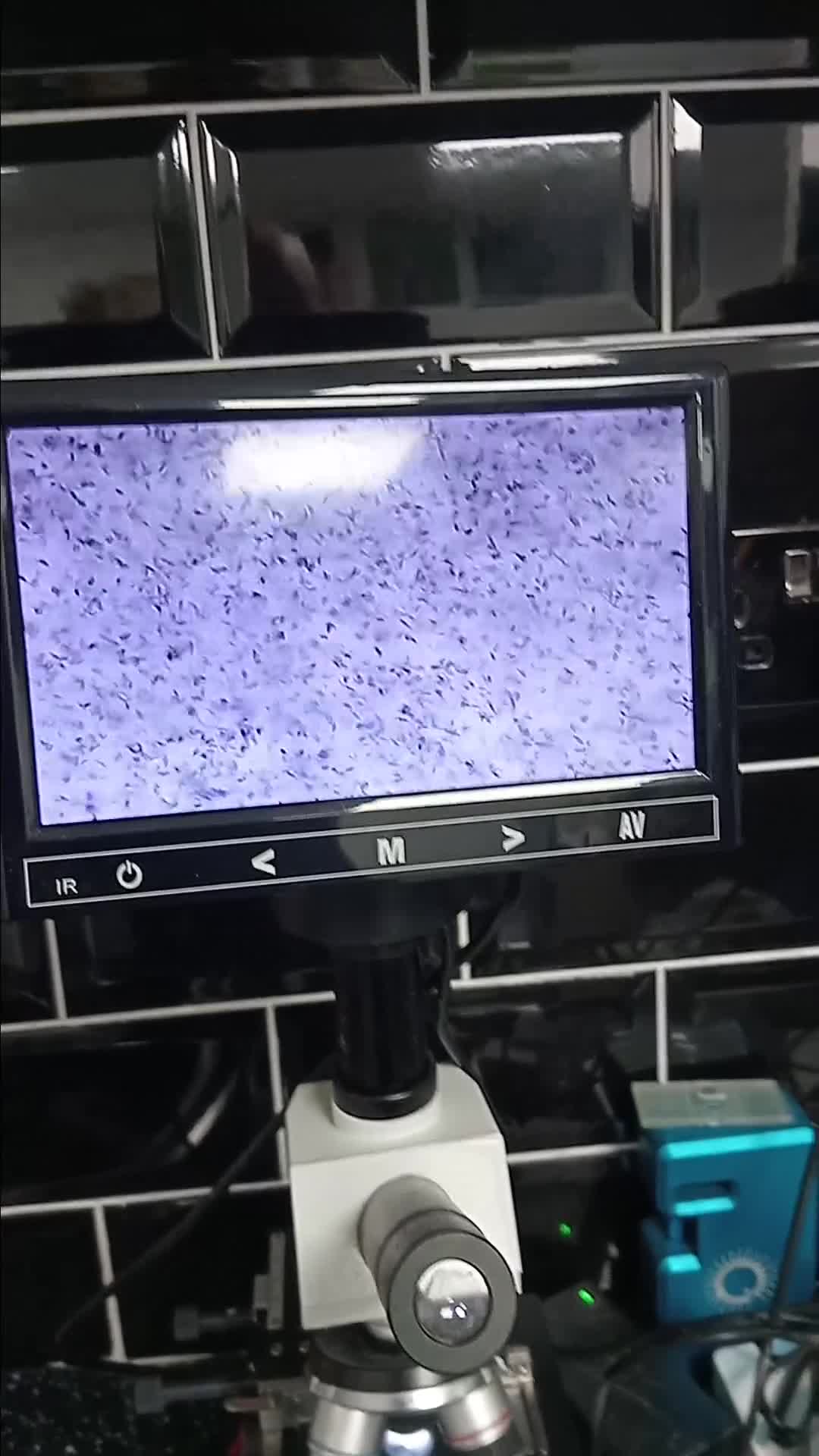 English Bulldog dogs for stud: BISCUIT for stud red and white boy - Video 1