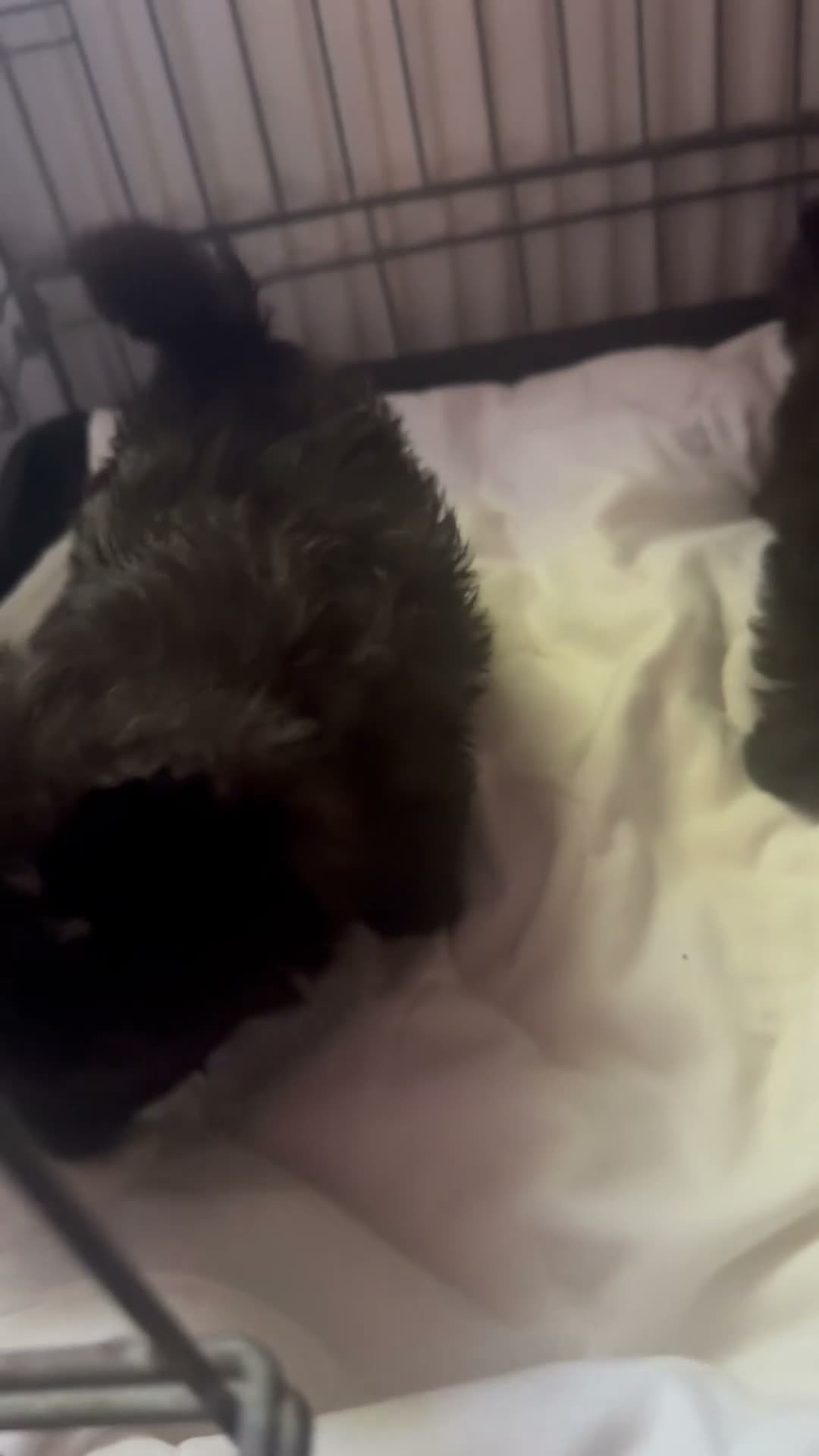 Mixed Breed dogs for sale: westie pom puppies  in Waltham Cross - Video 2