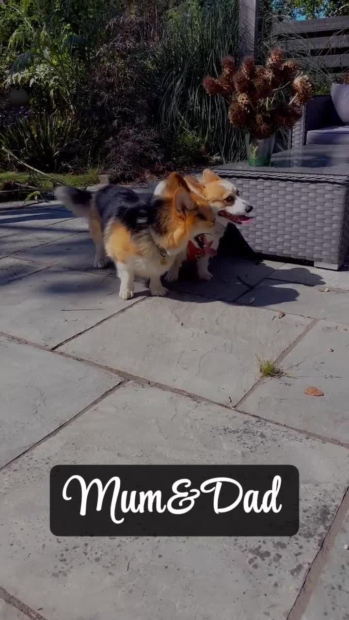 Welsh Corgi Pembroke dogs for sale: Welsh Pembroke corgis  - Video 2