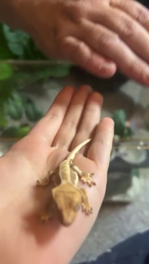 Gecko reptiles for sale: Lilly white crested gecko - Video 1