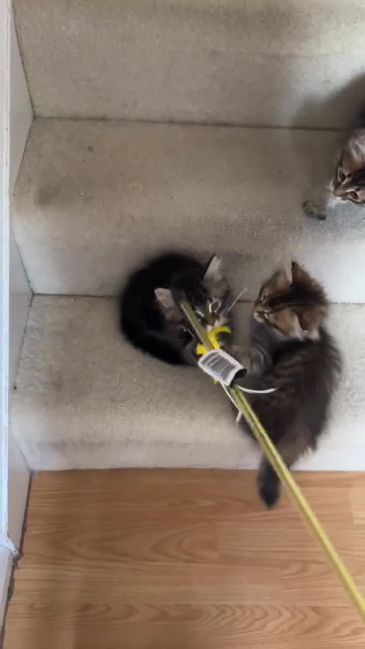 Siberian cats for sale: Beautiful purebred Siberian kittens-Hypoallergenic - Video 5