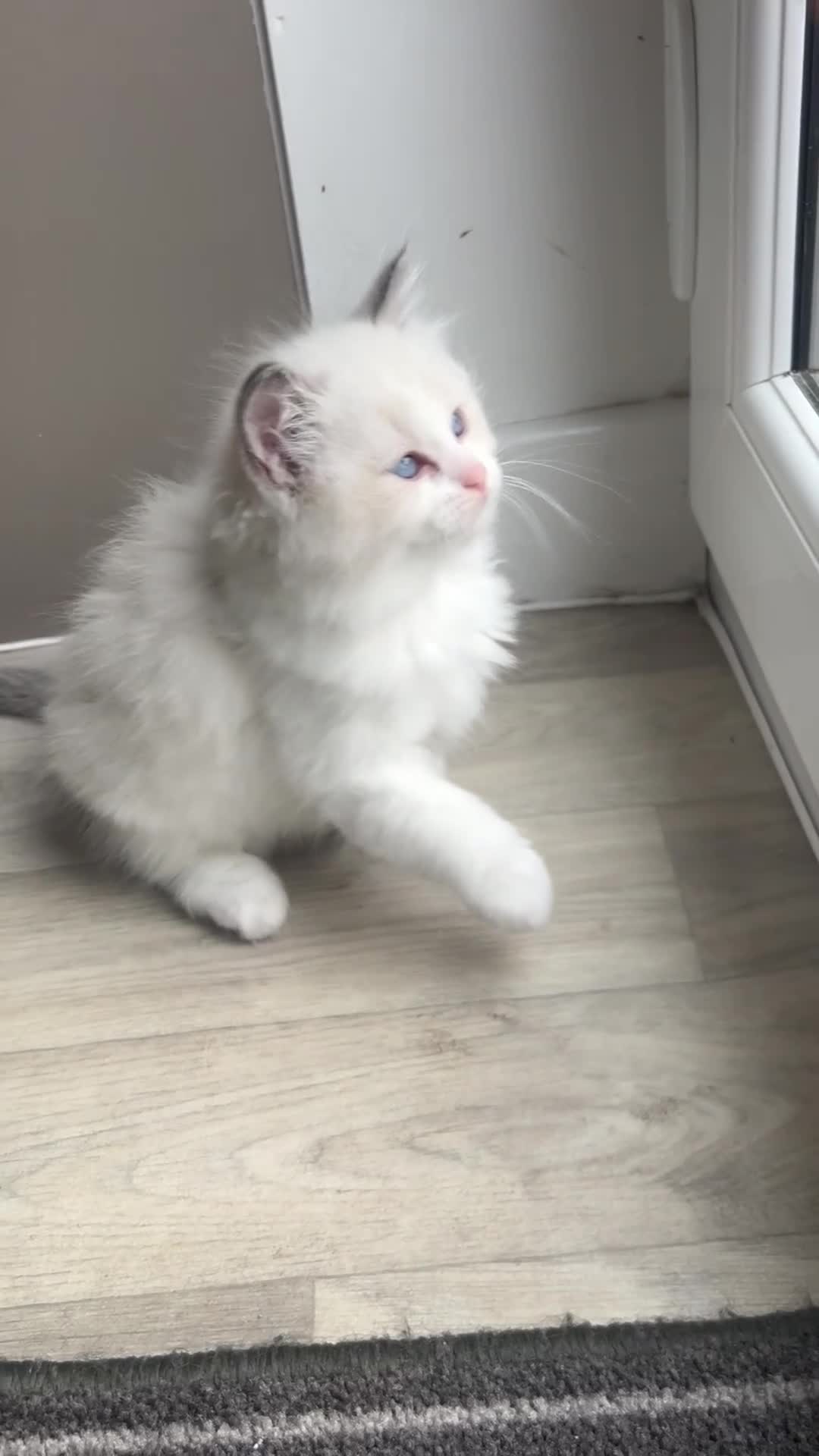 Ragdoll cats for sale: 1 handsome Ragdoll kitten left  - Video 1