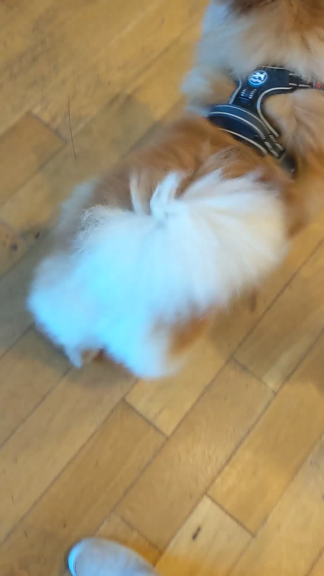 Chow Chow dogs for sale: 5 year old Female Chow Chow for Rehoming - Video 3