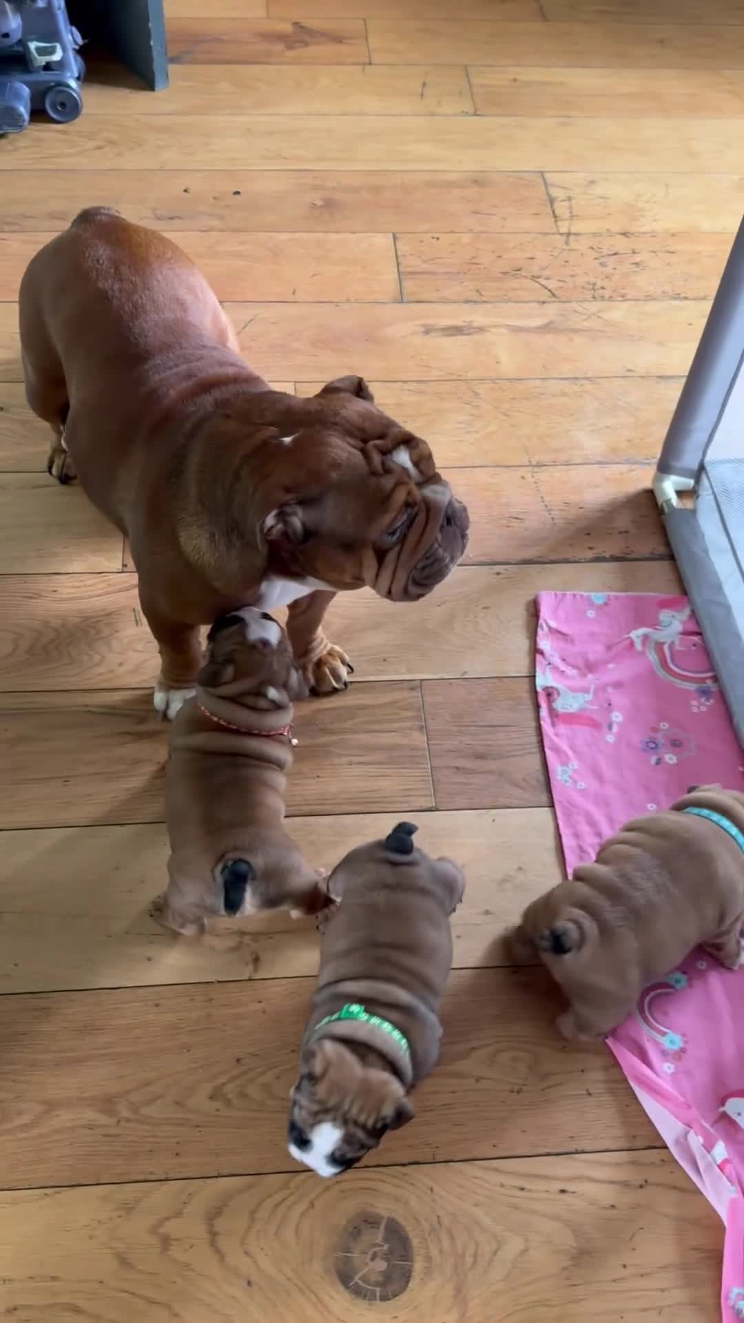 English Bulldog dogs for sale: 🌸❤️ TOP BLOOD LINE ENGLISH BULLDOGS RED AND WHITE - Video 1