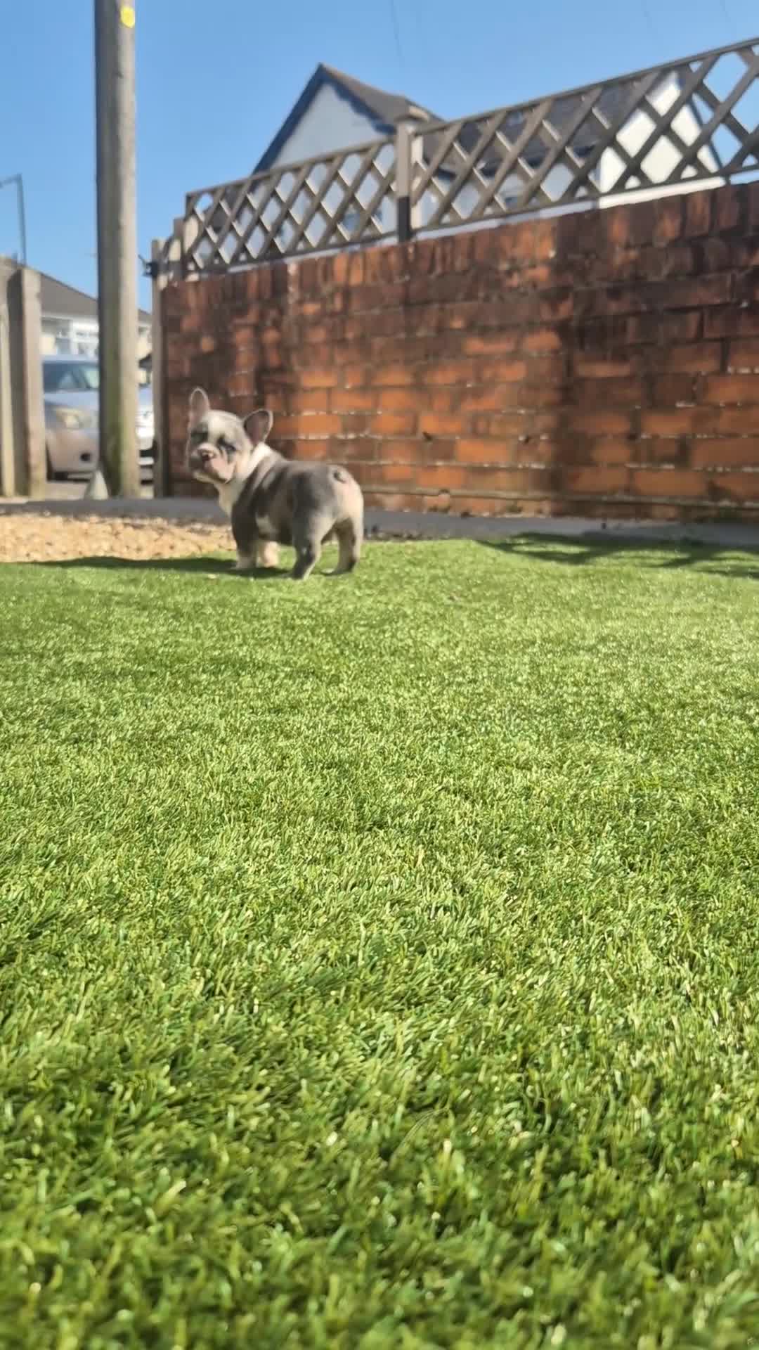 French Bulldog dogs for sale: Top Quality KC Registered French Bulldog 2x Micro  in Bournemouth - Video 2