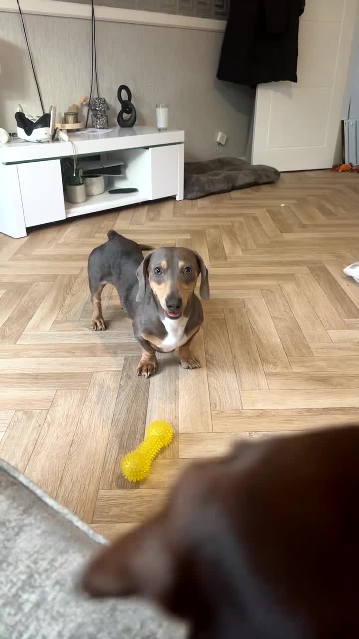 Dachshund dogs for sale: Boy dachshund  - Video 1