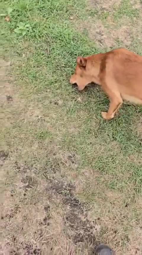 Mixed Breed dogs for adoption: URGENT: 💙ARCHIE & ARNY – Two Ginger Love-Bugs💙 - Video 2