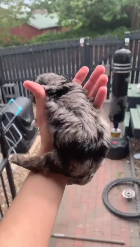 Toy Poodle dogs for sale: Beautiful Toy Poodle puppies - Video 1