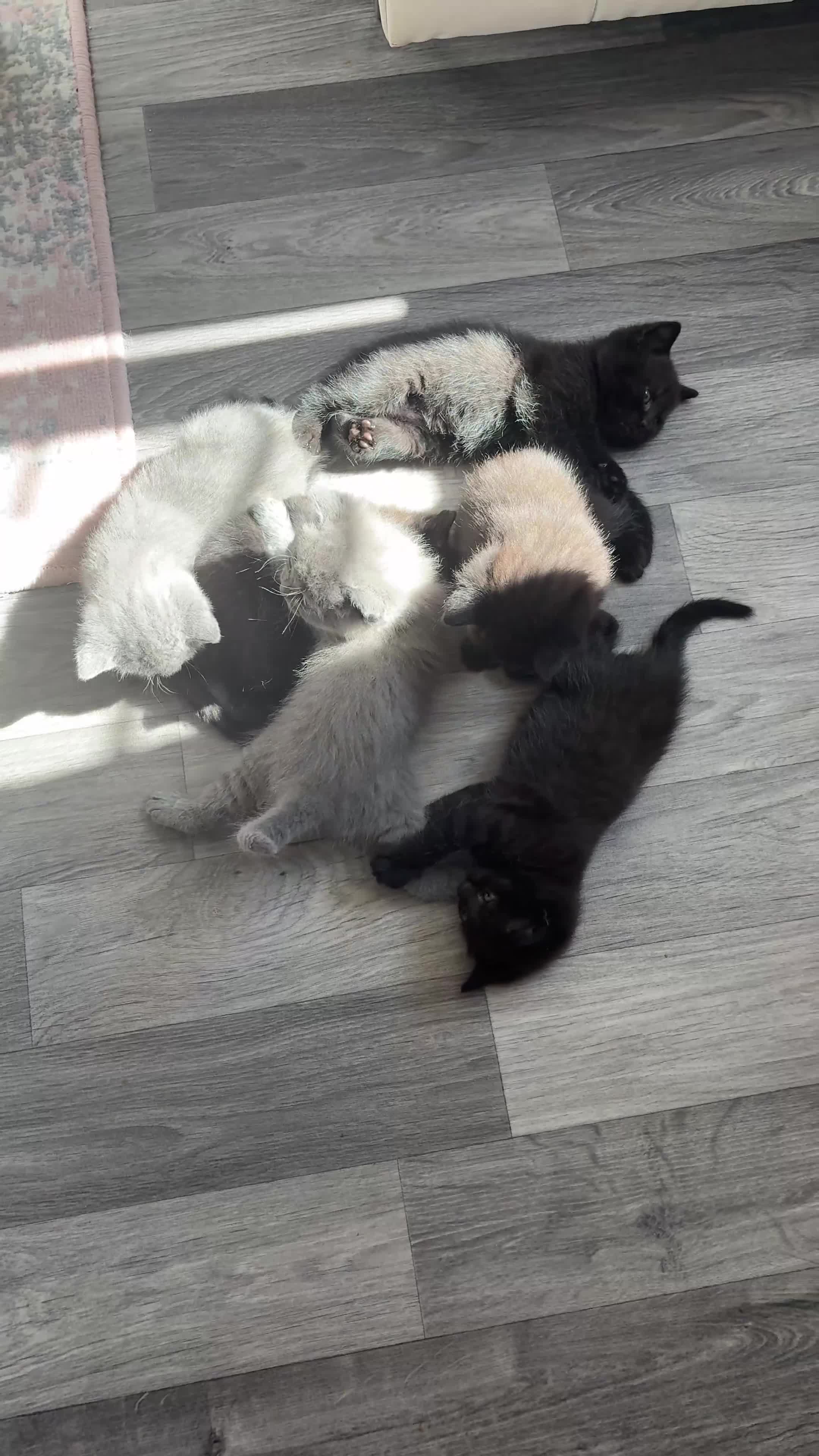 British Shorthair cats for sale: 6 British Shorthair Kittens in Shefford - Video 1