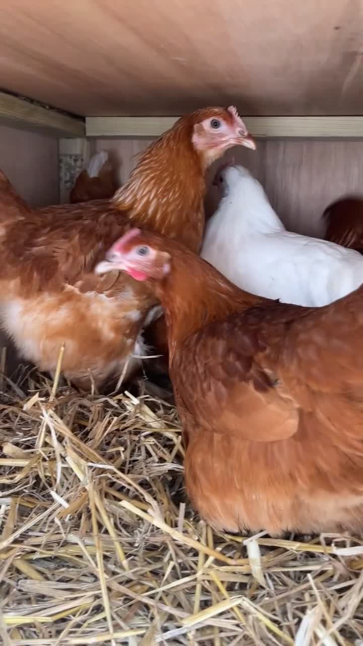Chickens poultry for sale: Guaranteed Female Hybrid Chickens  - Video 1