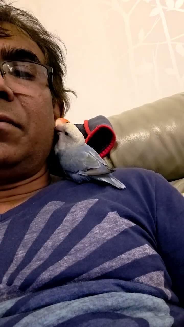 Lovebirds birds for sale: Tamed Peachfaced female Lovebird (Collection Only) in Wallington - Video 3