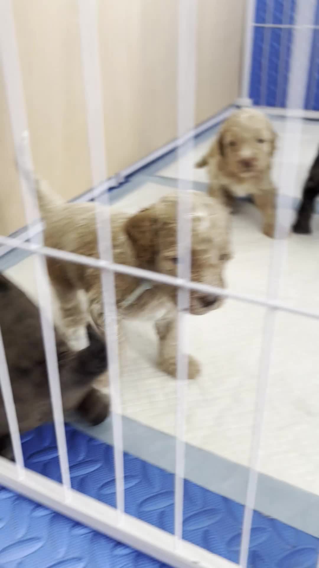 Cockapoo dogs for sale: Gorgeous Rainbow Litter of Teddy Bear Puppies! 🐾 in Huddersfield - Video 1