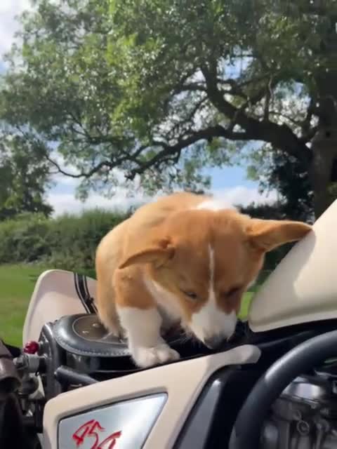 Welsh Corgi Pembroke dogs for sale: Beautiful Pembroke Corgi Girl For Sale  - Video 1