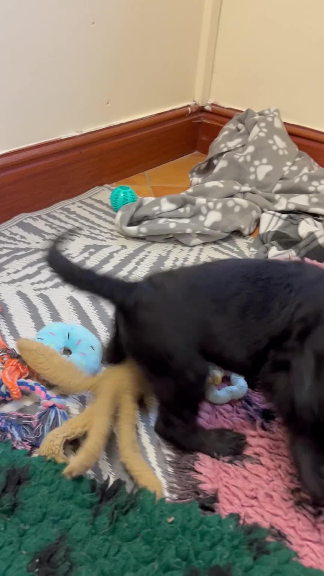 Cocker Spaniel dogs for sale: ✨ Cuddles Await from our Cocker Spaniel Pups  - Video 3