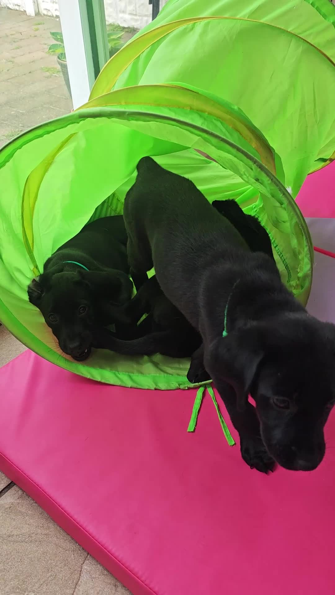 Labrador Retriever dogs for sale: Exceptional Home Raised Labrador Puppies - Video 1