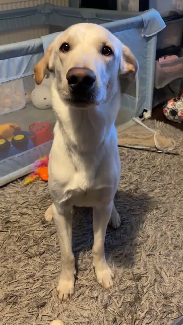 Sheprador dogs for sale: Loving lab x German shepherd looking for new home  - Video 1