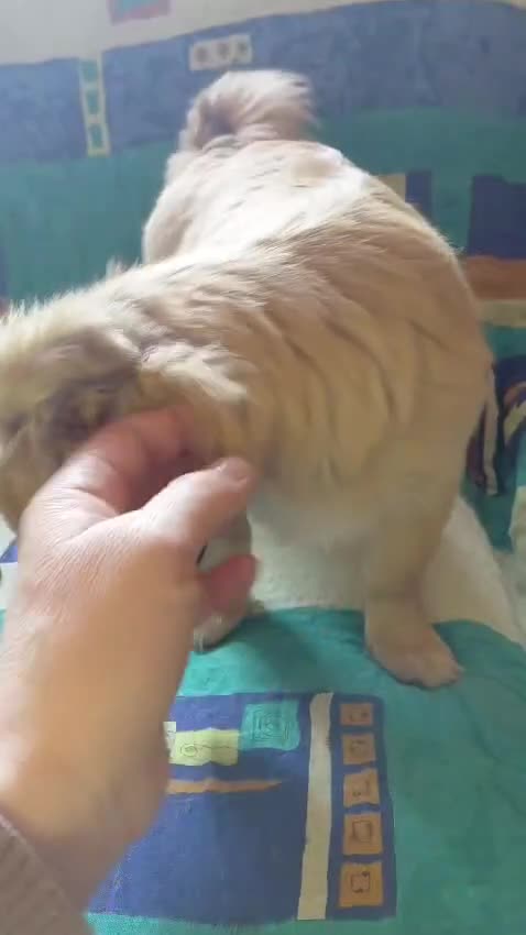 Mixed Breed dogs for adoption: 💛ZINA – The Tiny Miracle Who Refused to Give Up🐾 - Video 2