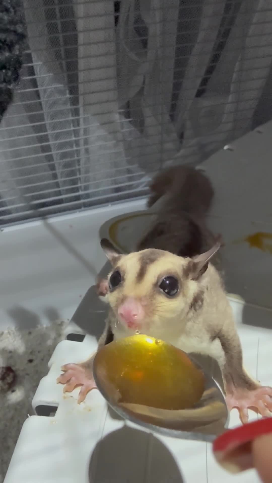 Sugar Glider rodents for sale: A wonderful pair of Sugar Gliders in Greenford - Video 2
