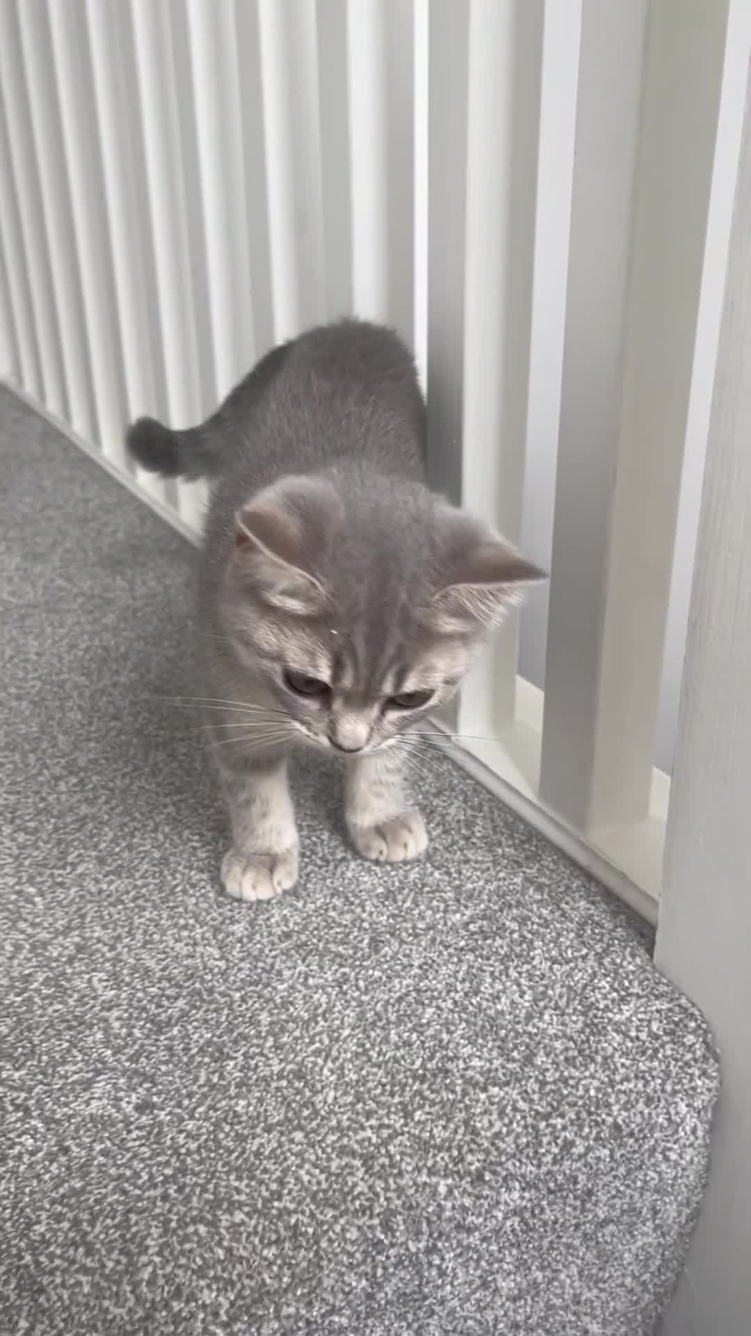 British Shorthair cats for sale: Boy & Girl British Shorthair kittens  - Video 1