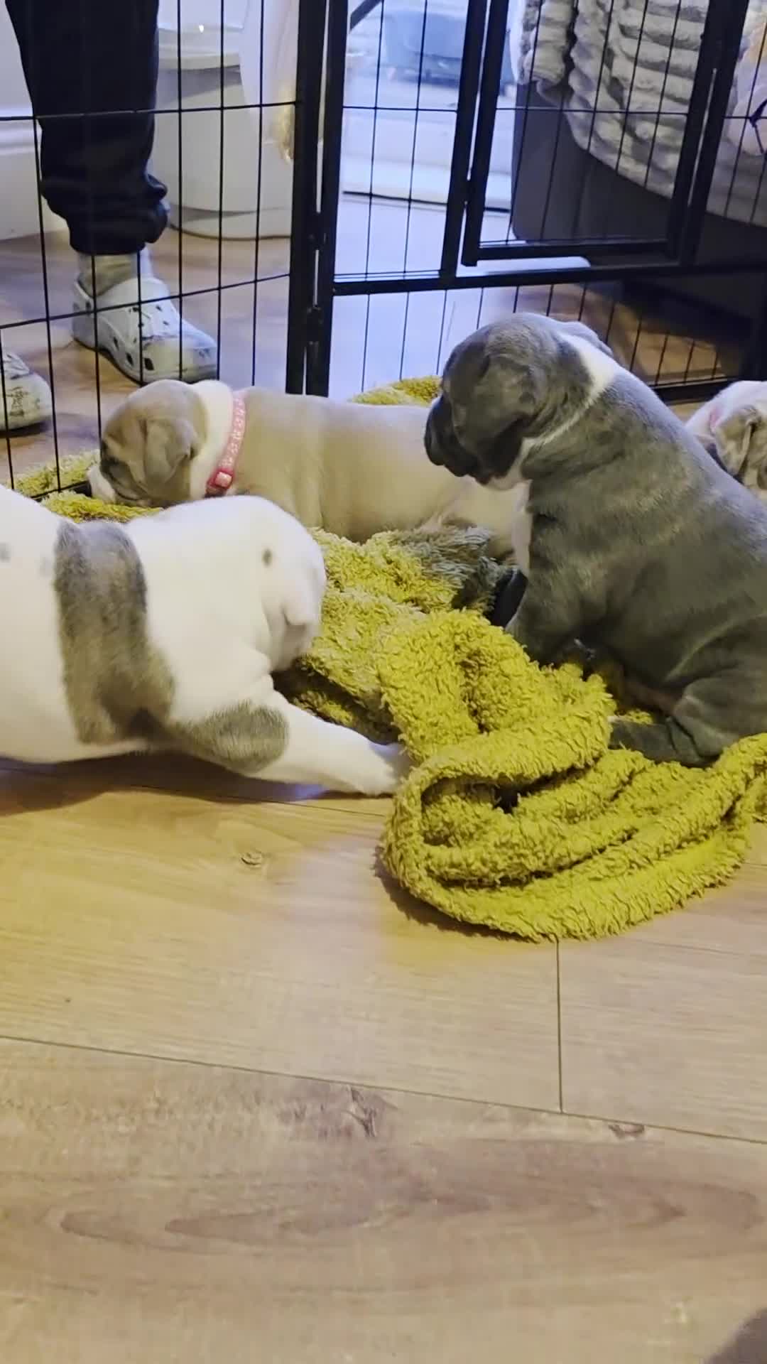 American Bully dogs for sale: Pocket Bully pups  - Video 1