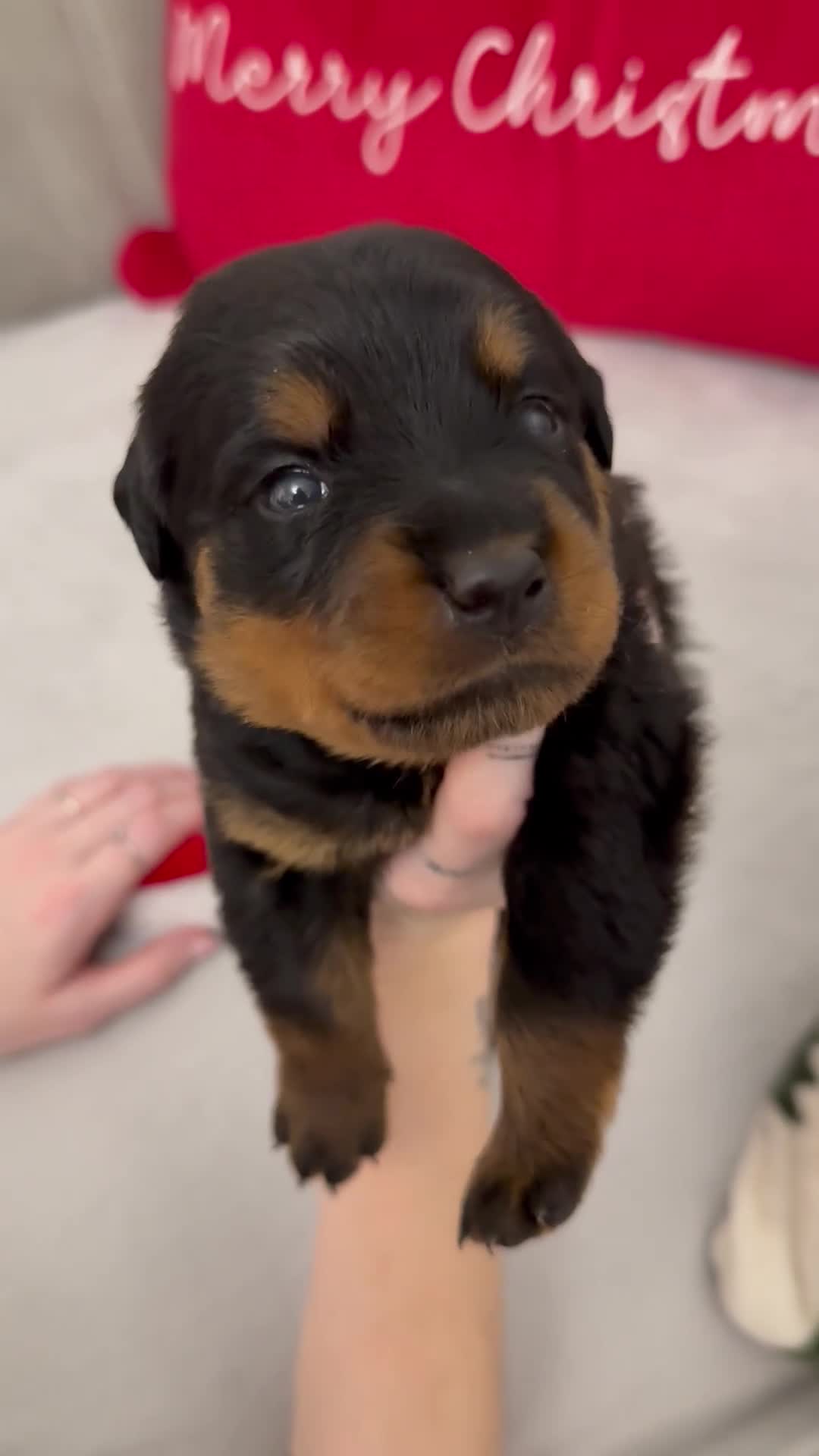Rottweiler dogs for sale: The Warren litter! - Video 2