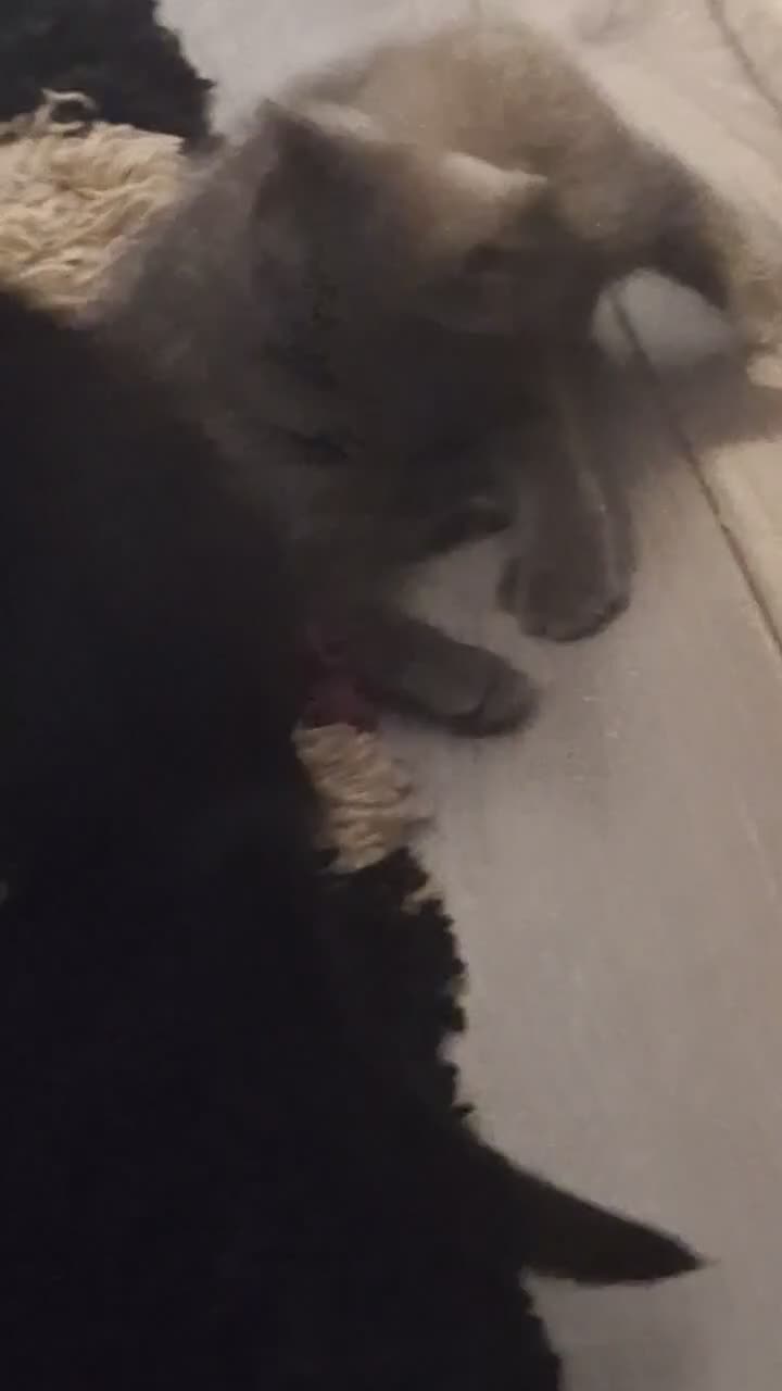 Mixed Breed cats for sale: 2 kittens 9 weeks old  - Video 1