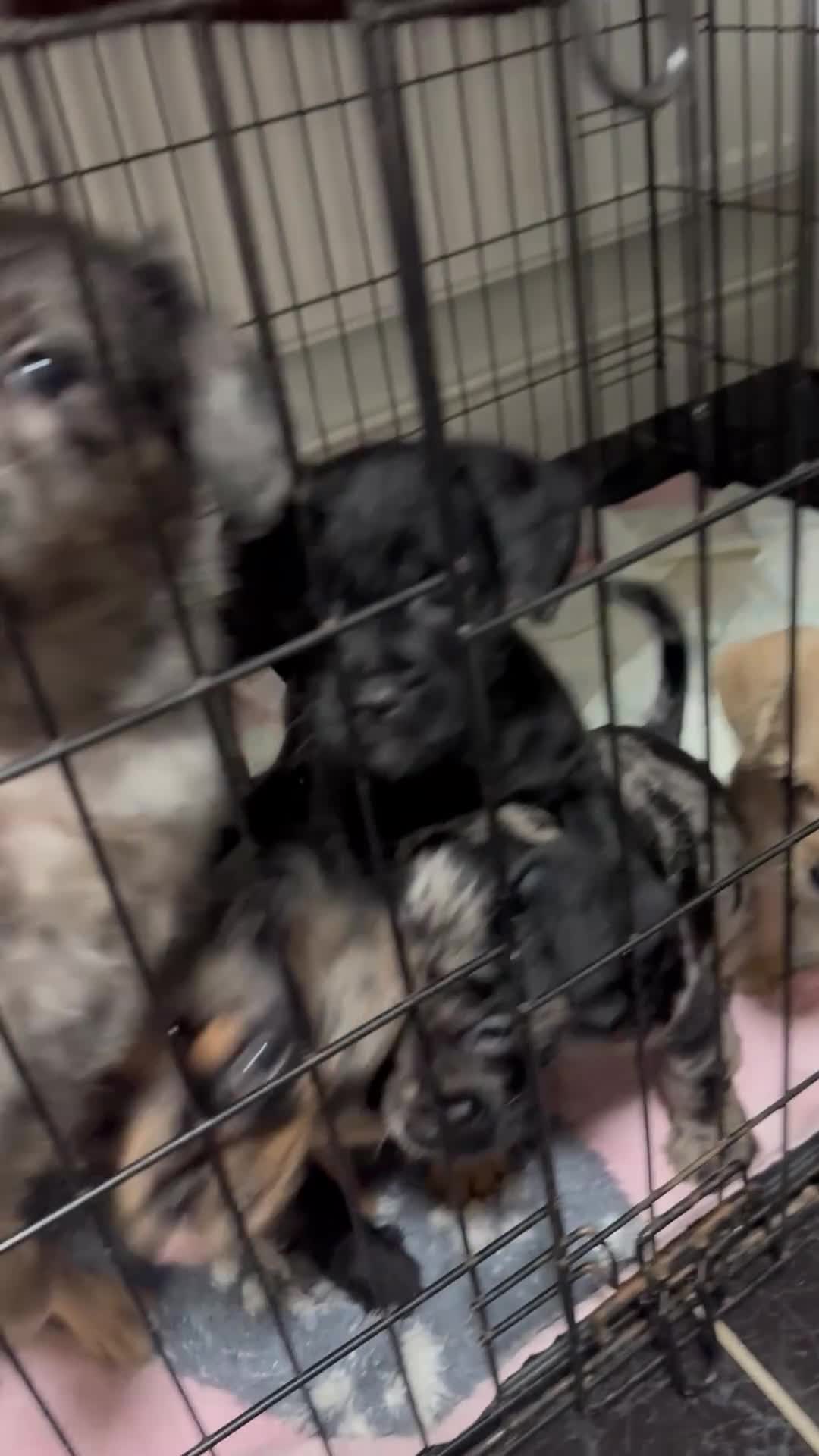 Mixed Breed dogs for sale: Froodle Puppies  - Video 2