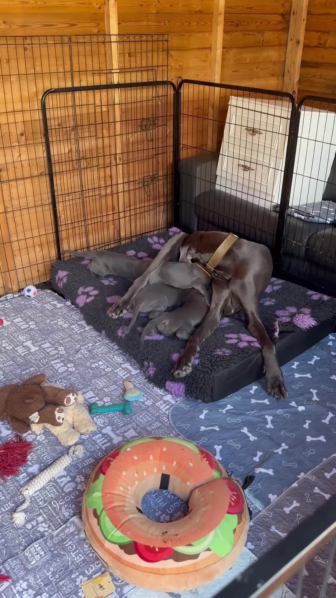 Great Dane dogs for sale: Gorgeous blue KC Great Danes.Ready now! - Video 3