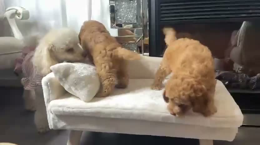 Cockapoo dogs for sale: READY NOW TO FIND HOMES  - Video 3