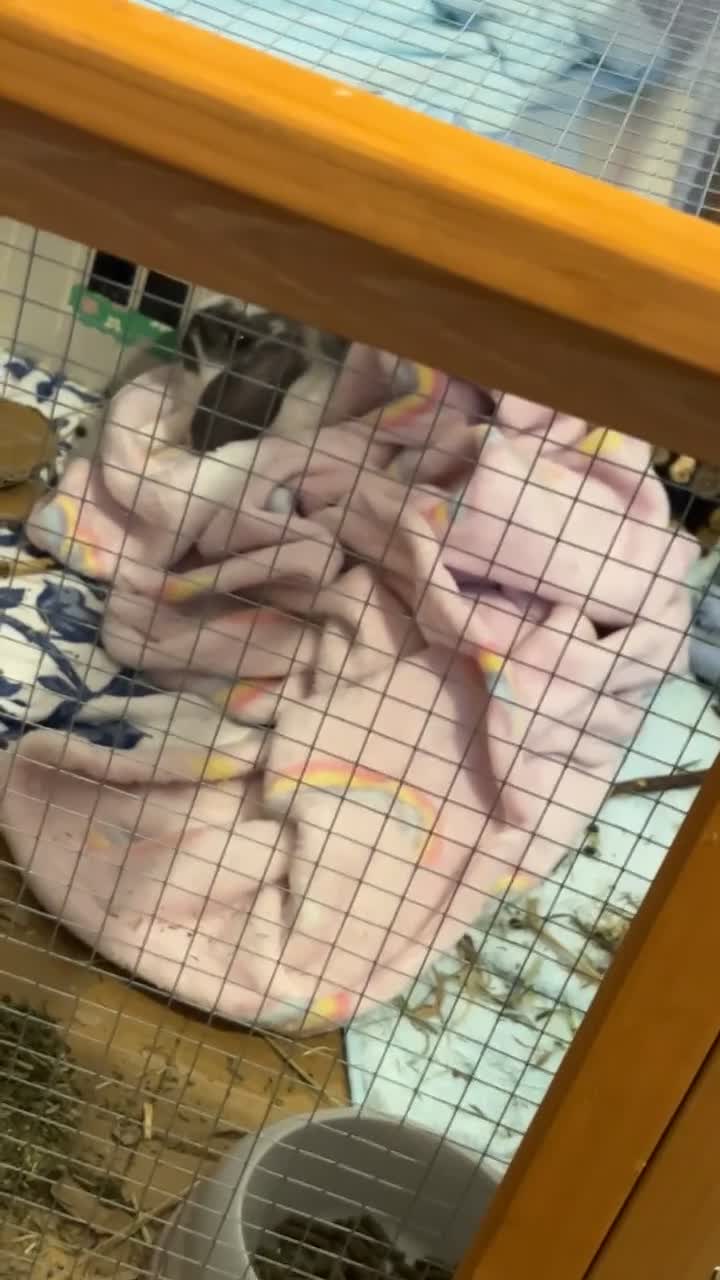 Dwarf Lop rabbits for sale: female bunny - Video 2