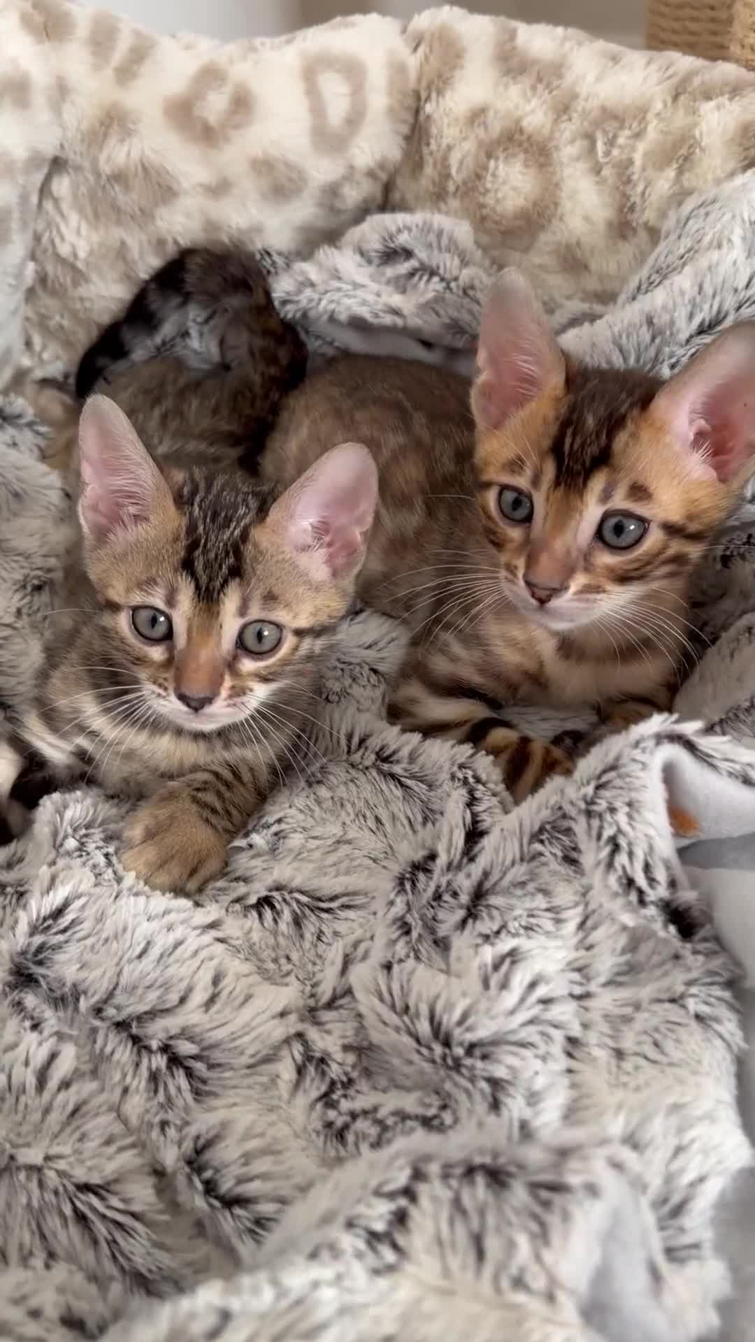 Bengal cats for sale: Pure Bengal Kittens, Ready NOW  - Video 1