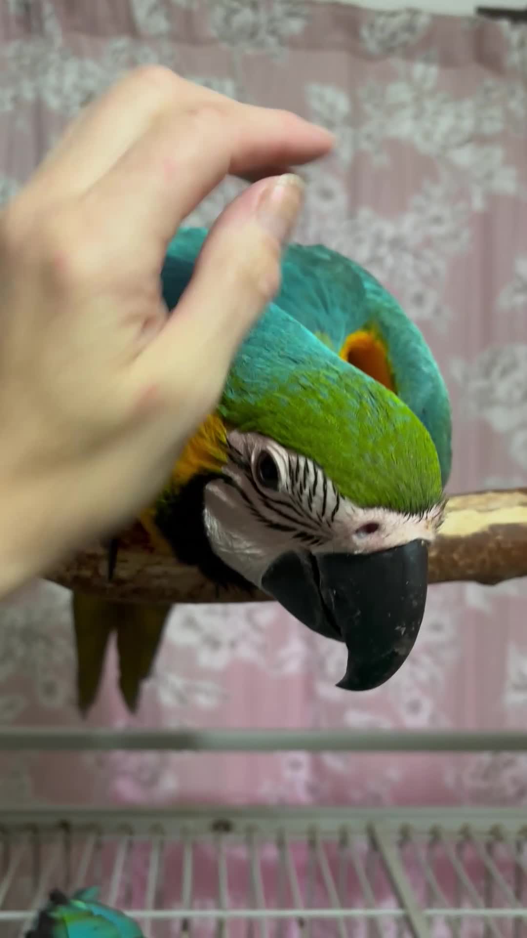 Macaws birds for sale: Baby Blue And Gold Macaw - Video 1