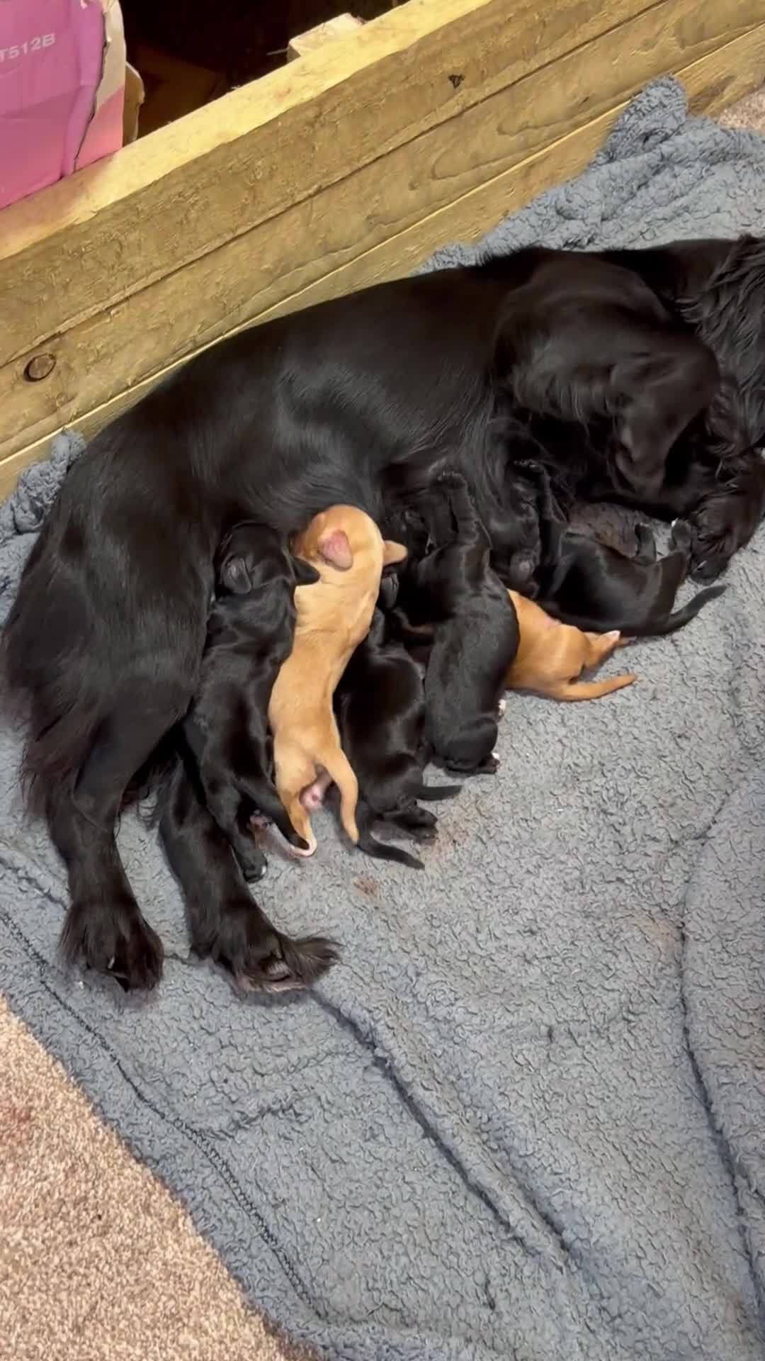 Cocker Spaniel dogs for sale: Adorable mischievous little bundles in Alnwick - Video 1