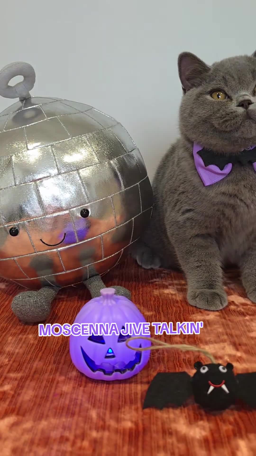 British Shorthair cats for sale: CHAMPION SIRED GCCF REG BSH BLUE MALE KITTEN - Video 1
