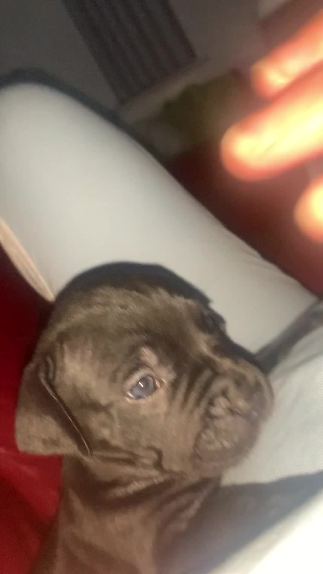 Mixed Breed dogs for sale: Miss Leanne smith - Video 1