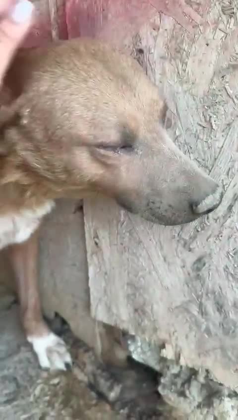 Mixed Breed dogs for adoption: ❤️🐾🐾🐾GINGER 🐾🐾🐾🐾SWEET BOY LOOKING FOR HOME - Video 2