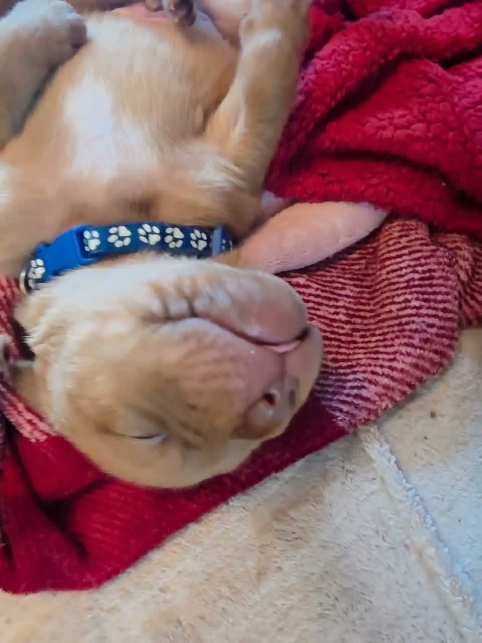 Dogue De Bordeaux dogs for sale: Chunky ddb puppies - Video 4