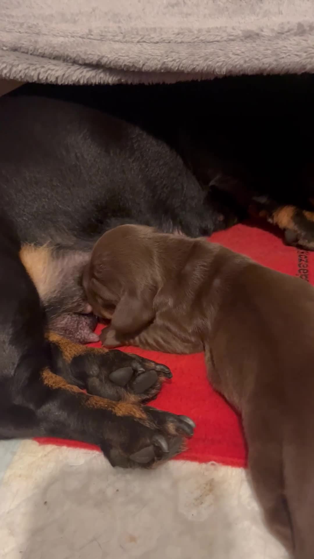 Miniature Dachshund dogs for sale: Beautiful KC miniature dachshund puppies - Video 1