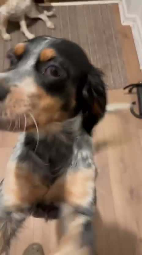Mixed Breed dogs for adoption: Pippa - Waiting for her Special Someone in Cambridge - Video 3