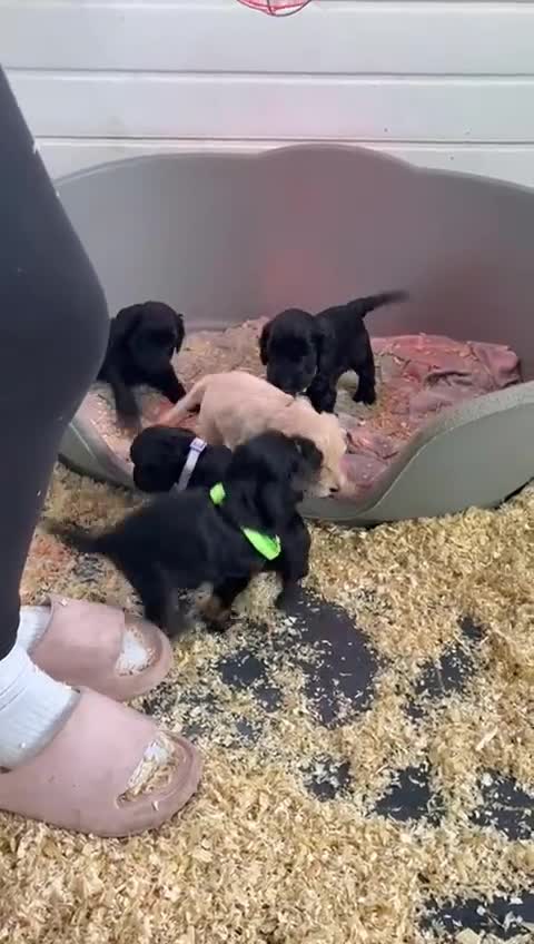 Cockapoo dogs for sale: 5 cockapoo puppy ready 13nov  - Video 1