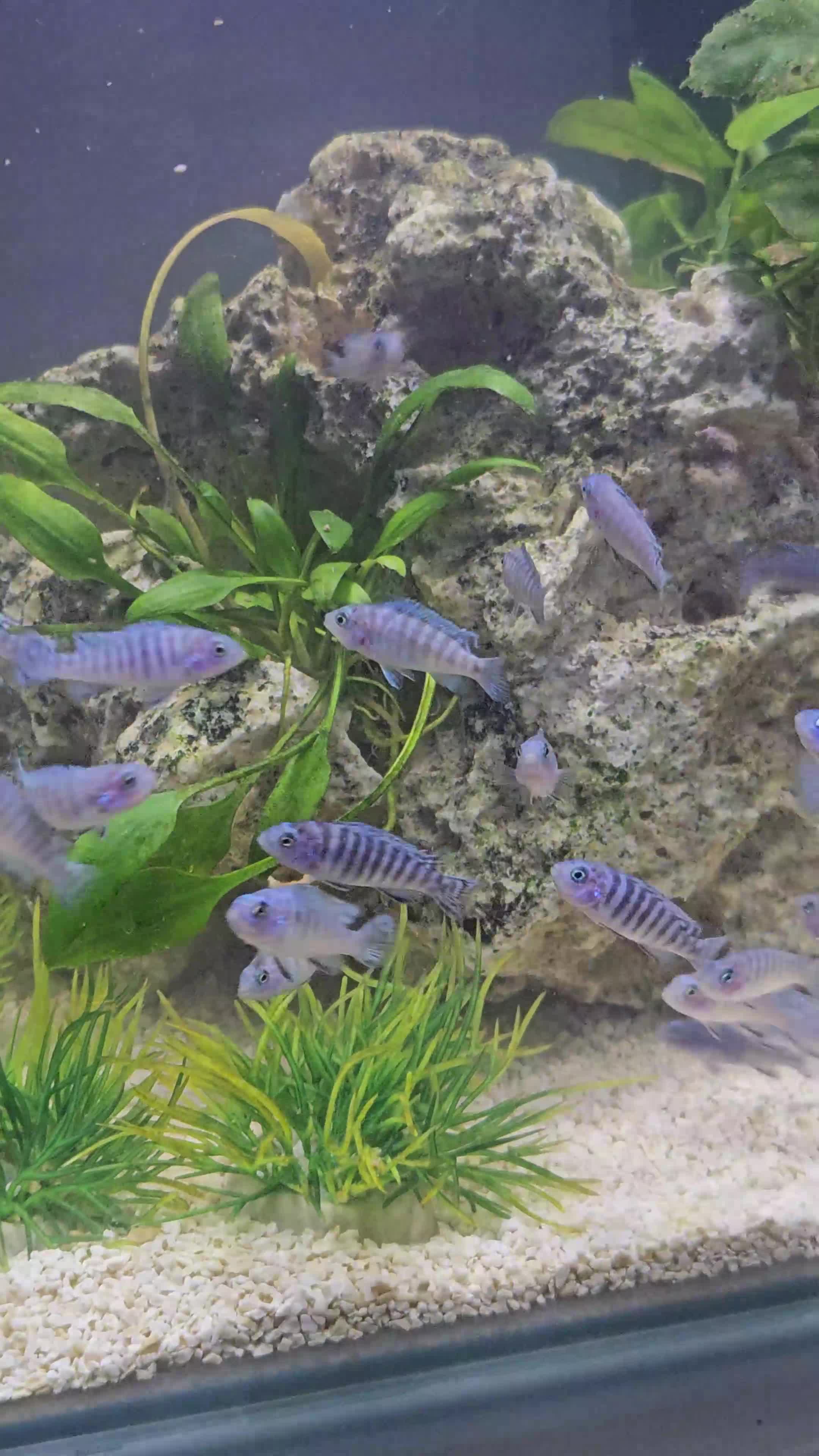 Cichlids fish for sale: BLUE ZEBRA CICHLIDS  - Video 1