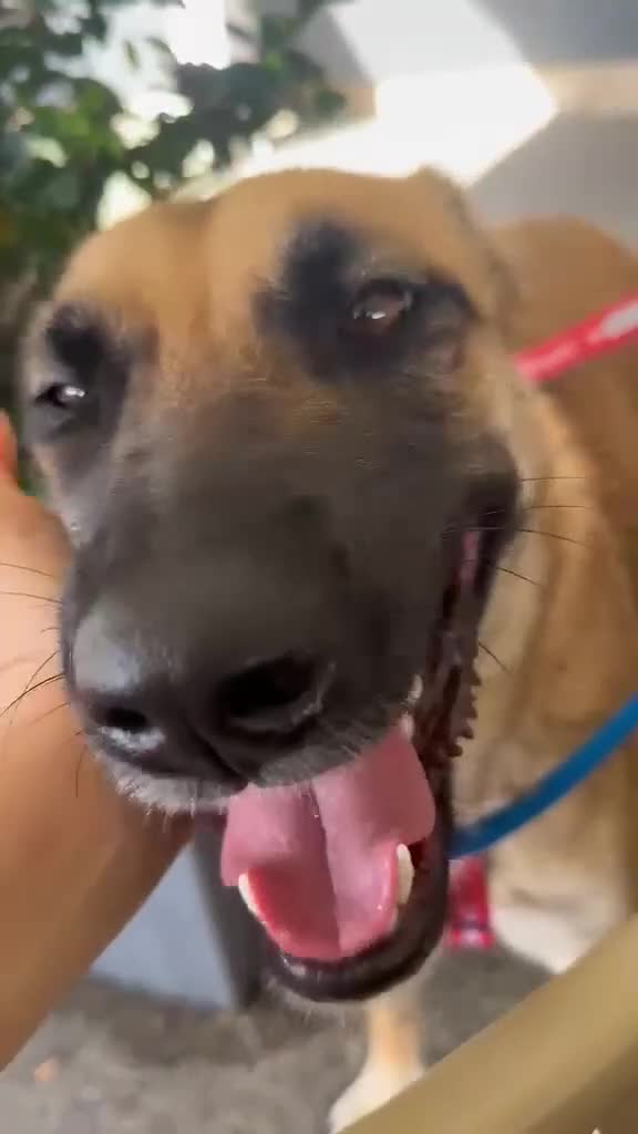 Mixed Breed dogs for adoption: Lydia the swettest fire survivor - Video 2