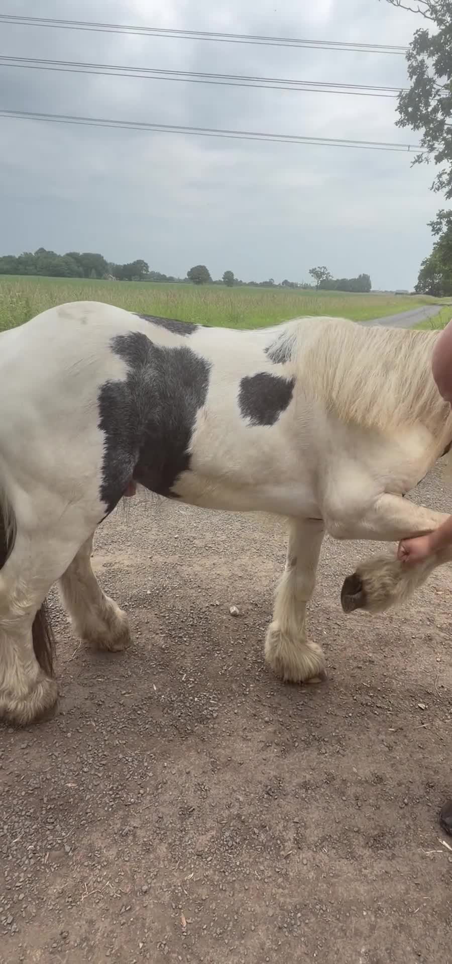 Irish Cob horses for sale: Tony the pony  - Video 4