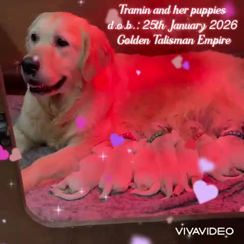 Golden Retriever dogs for sale: 35 GEN Champion Bloodline, Mum a Therapy Dog - Video 1
