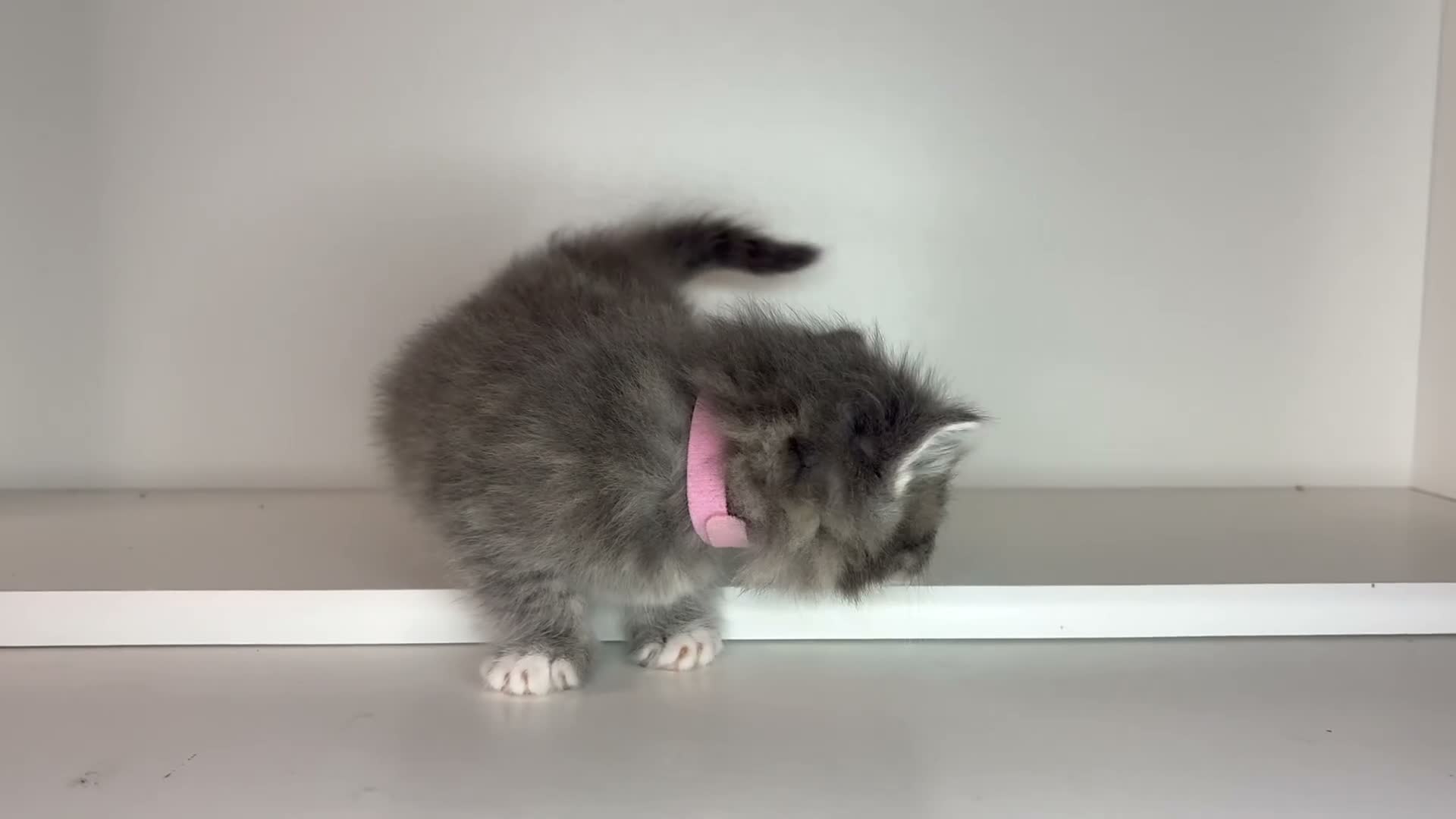 Ragdoll cats for sale: Beautiful Ragdoll kittens x Long haired Russian  in Plymouth - Video 2