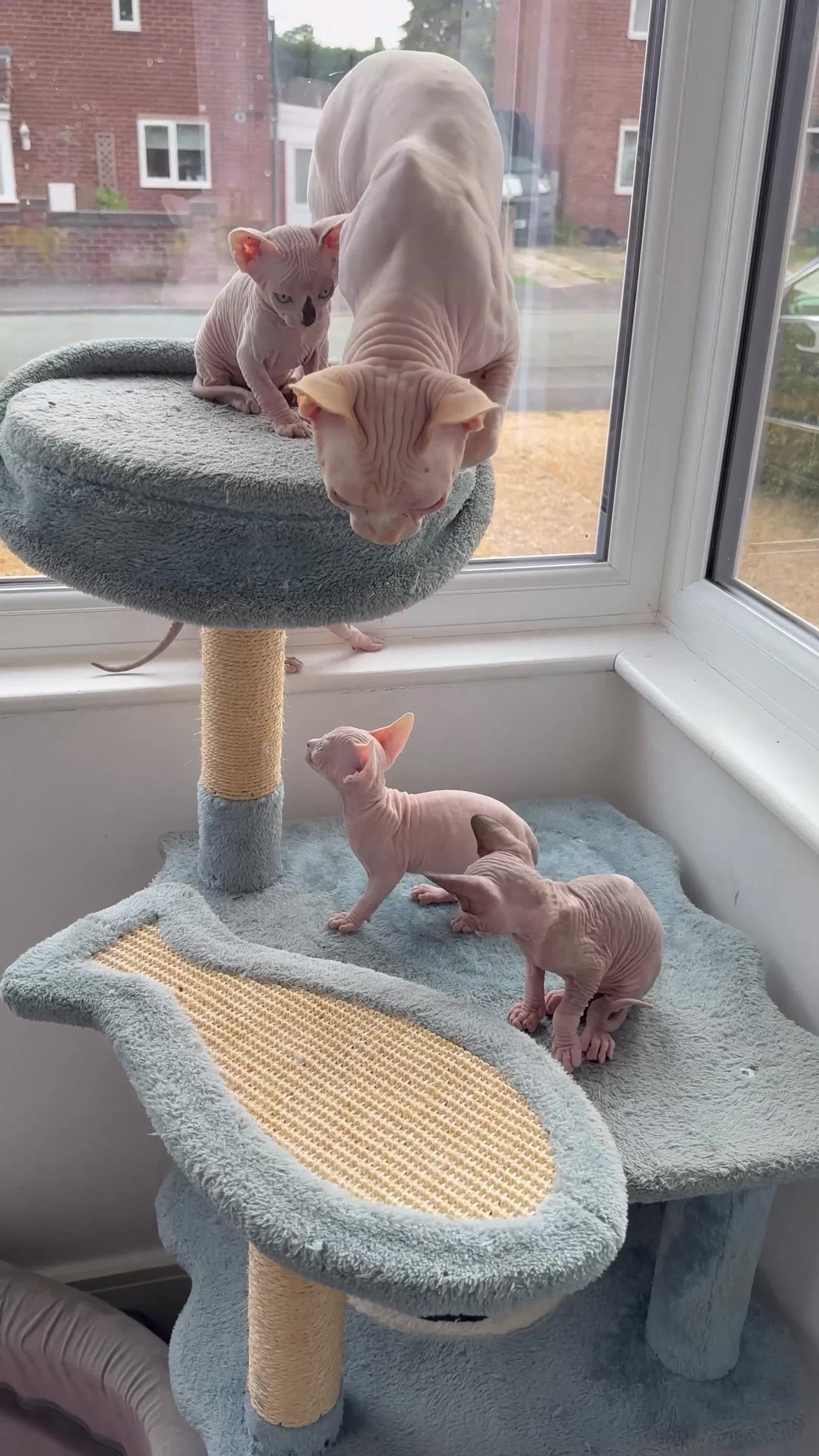 Sphynx cats for sale: Beautiful baby sphynx  in Uttoxeter - Video 1