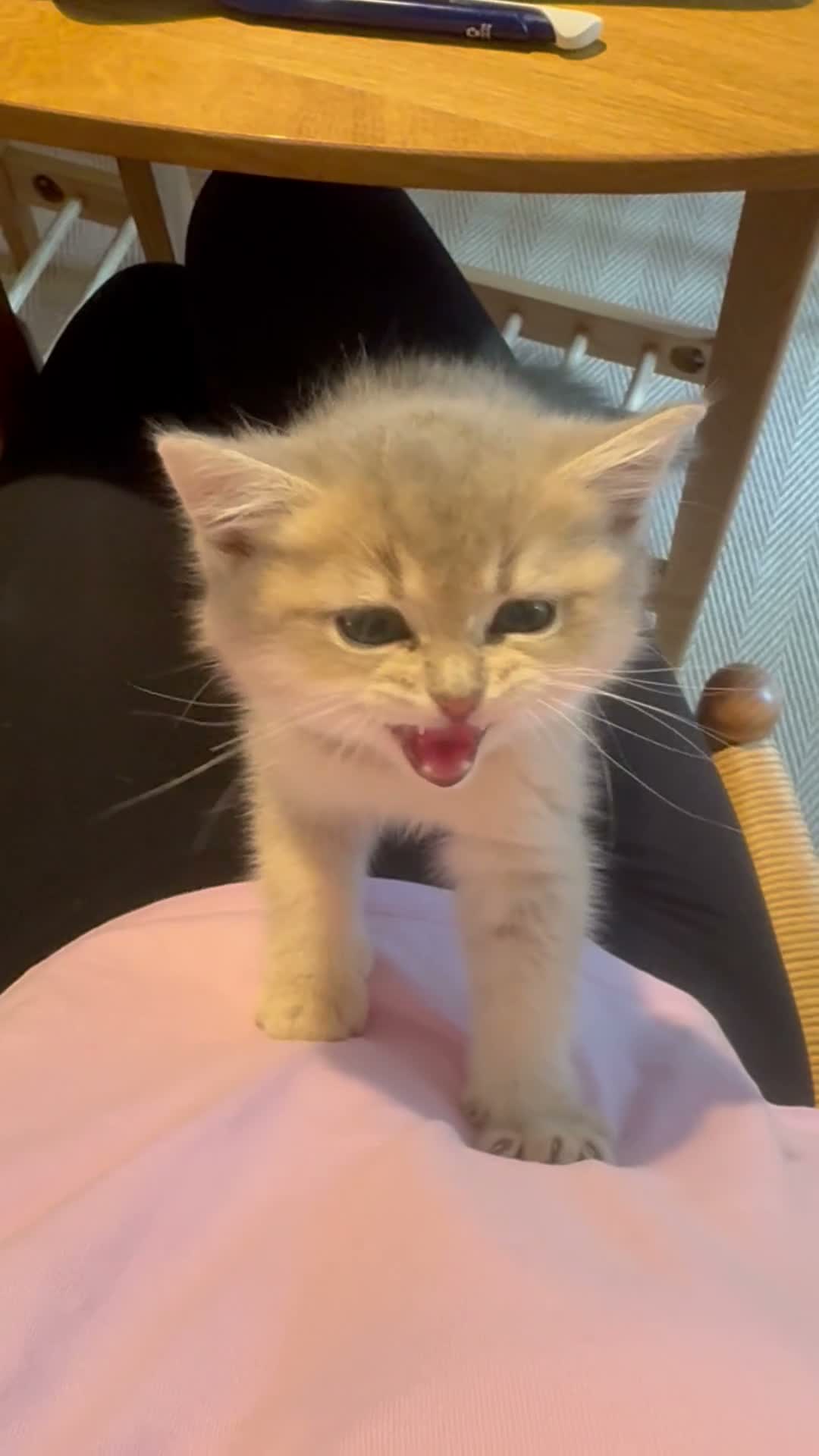 Mixed Breed cats for sale: Beautiful grey / beige little girl kitten - Video 1