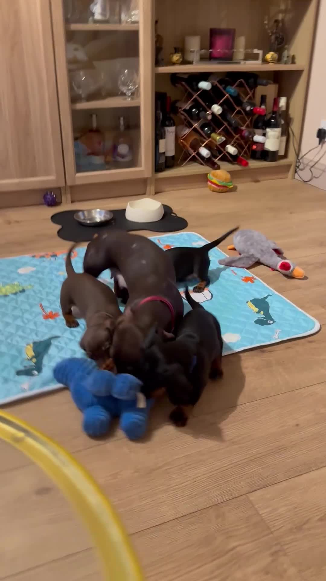 Miniature Dachshund dogs for sale: 2 x Dachshund Minis - Males - Video 1