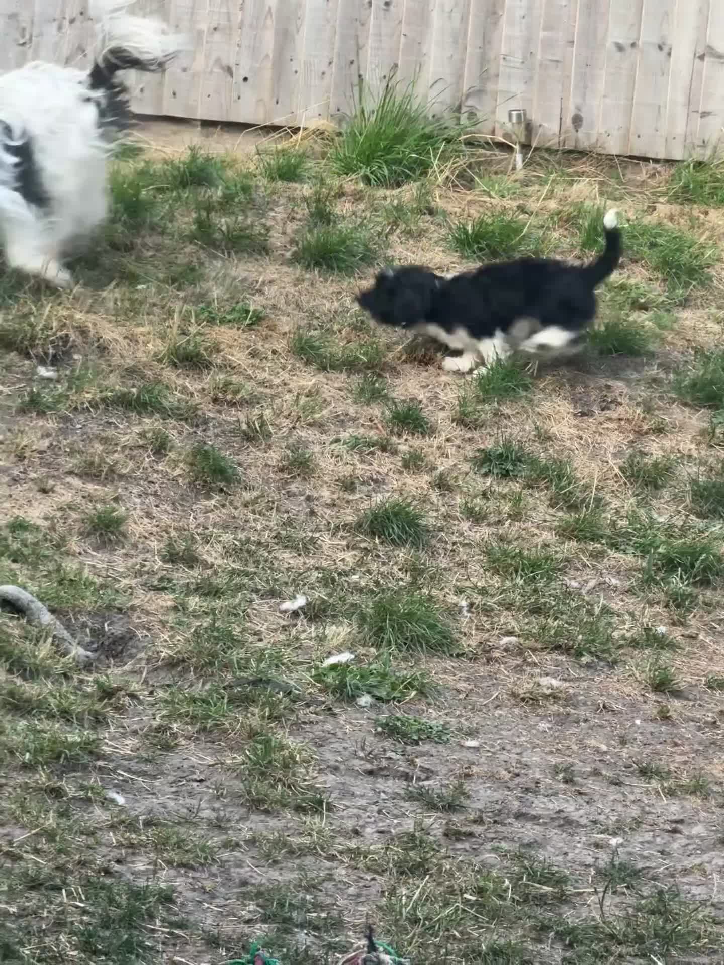 Shihpoo dogs for sale: 4 shihpoo males ready now in Telford - Video 3